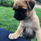 Some breeders are trying to cross-breed dogs that more resemble the pugs of old. Above, a young, second-generation “retropug” named Vito, born in May, with one-quarter shiba inu and three-quarters pug parentage.